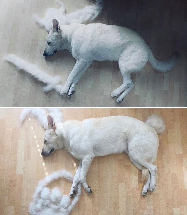 Shedding Dog Challenge (25 pics)