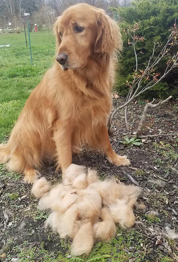 Shedding Dog Challenge (25 pics)