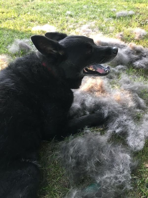 Shedding Dog Challenge (25 pics)