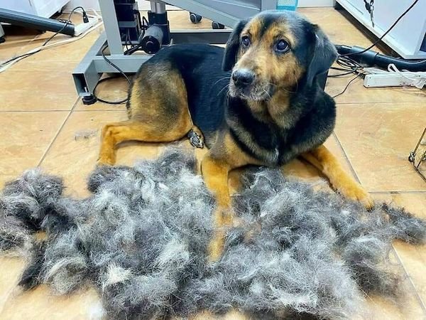 Shedding Dog Challenge (25 pics)