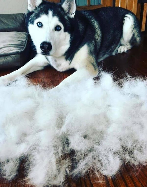 Shedding Dog Challenge (25 pics)
