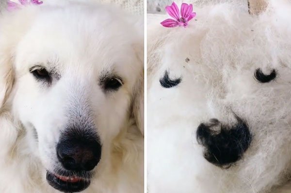 Shedding Dog Challenge (25 pics)