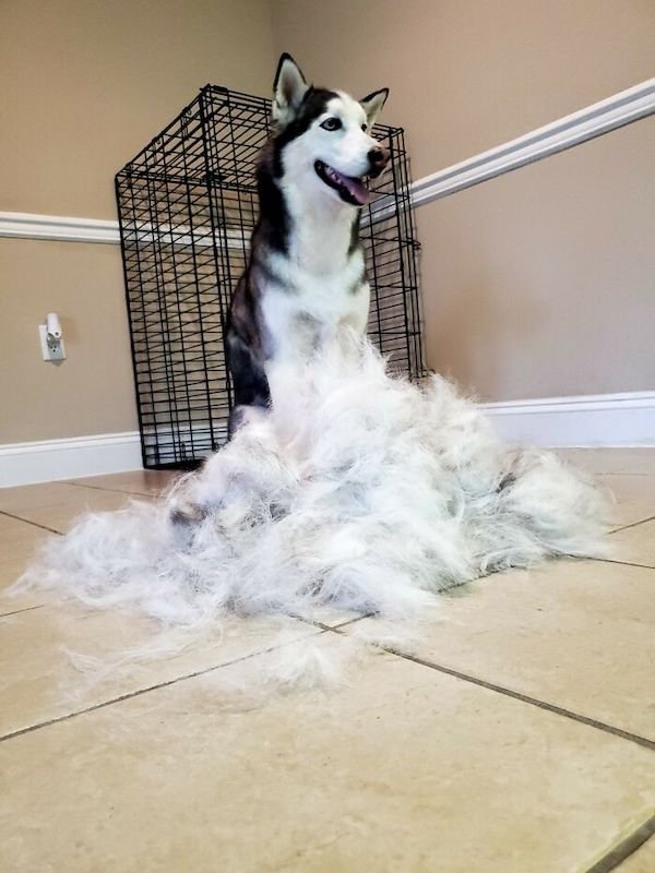 Shedding Dog Challenge (25 pics)