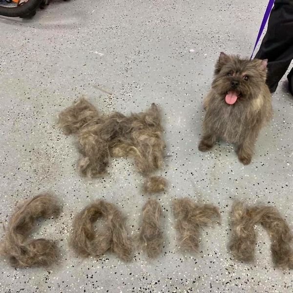 Shedding Dog Challenge (25 pics)