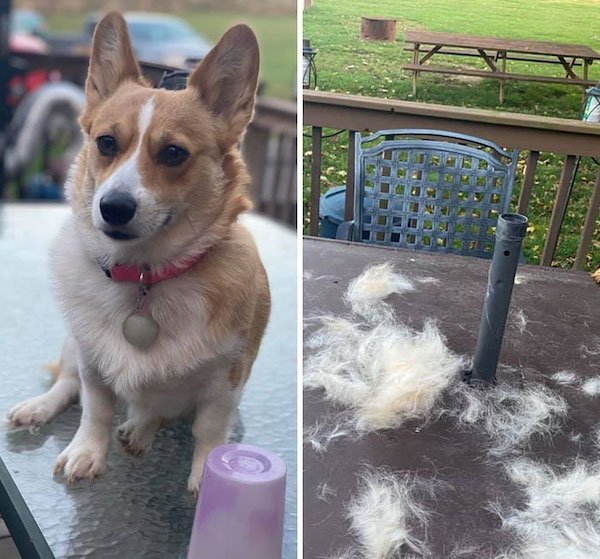 Shedding Dog Challenge (25 pics)