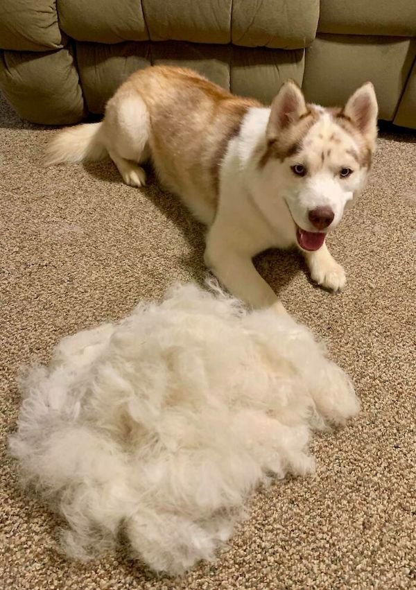 Shedding Dog Challenge (25 pics)