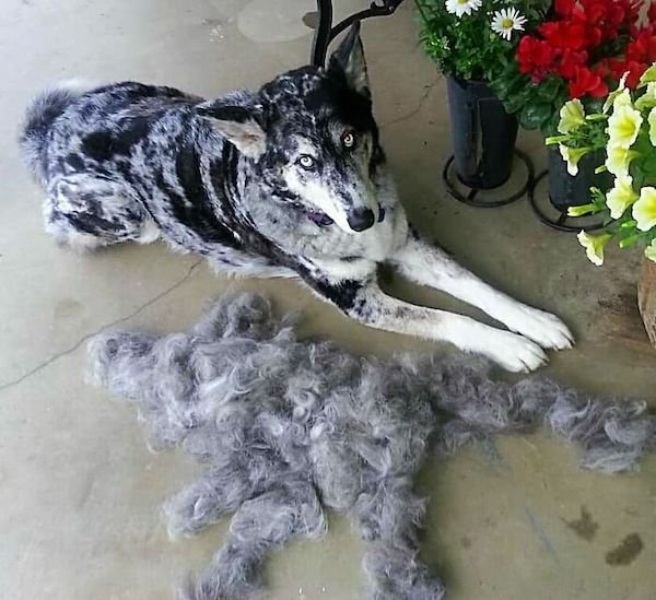 Shedding Dog Challenge (25 pics)