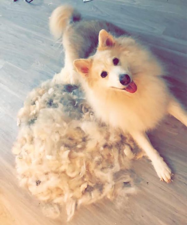 Shedding Dog Challenge (25 pics)
