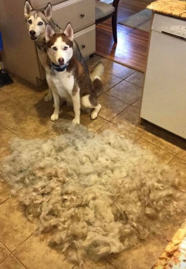 Shedding Dog Challenge (25 pics)