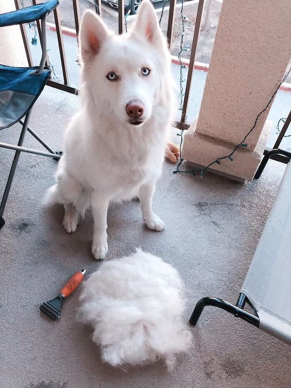 Shedding Dog Challenge (25 pics)