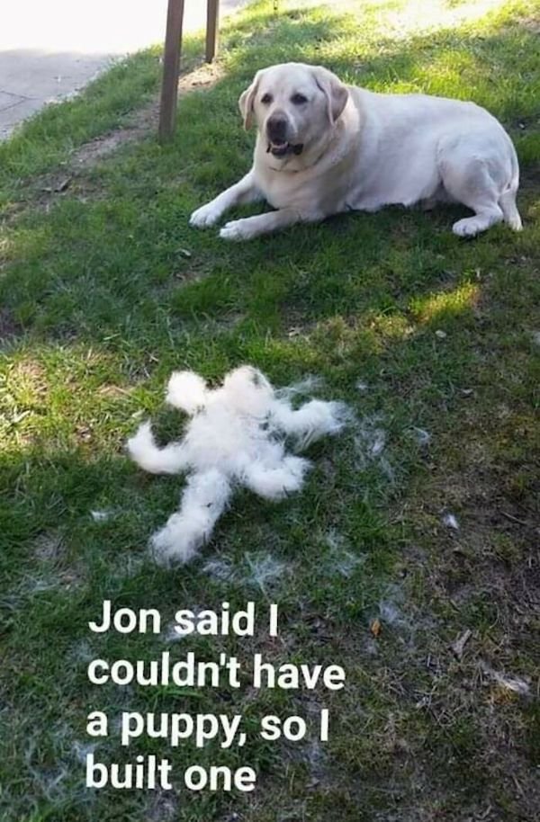 Shedding Dog Challenge (25 pics)