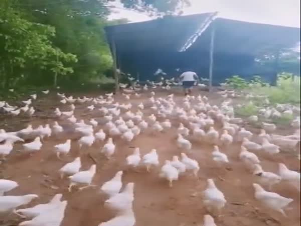 Leading An Army Of Chickens