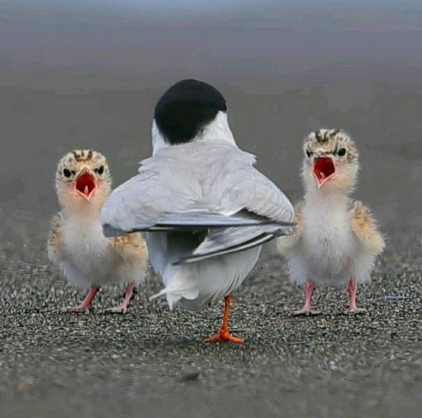 Acid Picdump. Part 1 (92 pics)