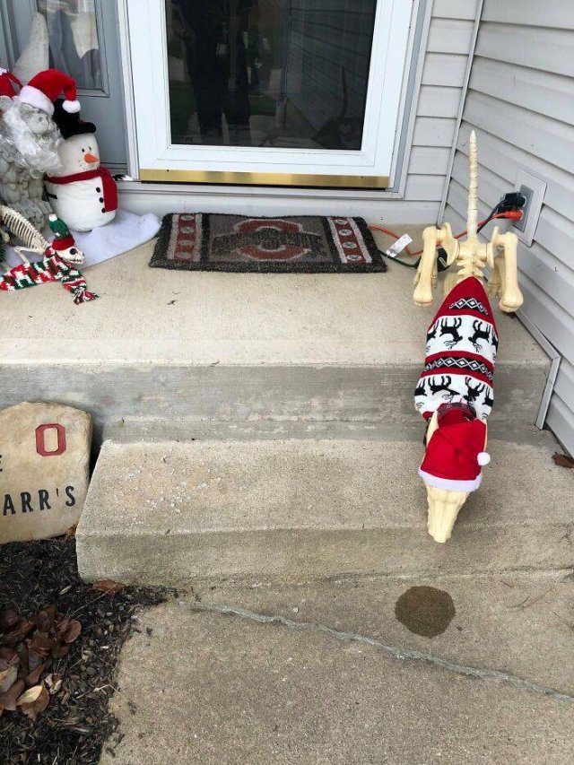 Frank The Christmas Gargoyle (50 pics)