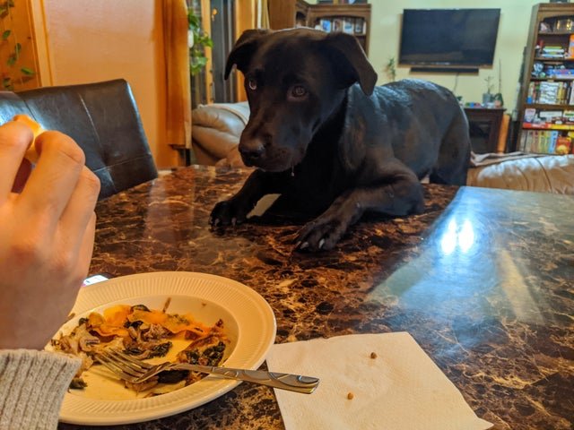 Pets Staring At Food (37 pics)