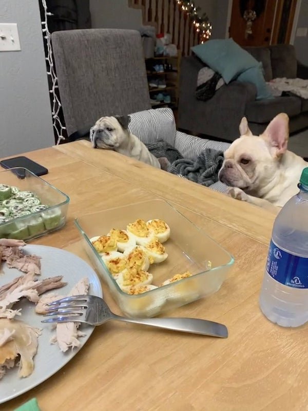 Pets Staring At Food (37 pics)