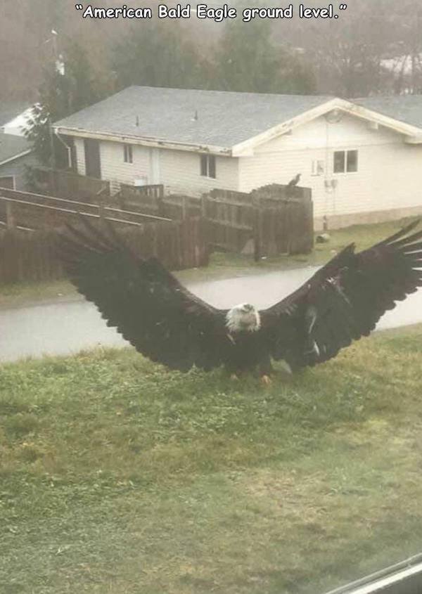 How To Identify American (35 pics)