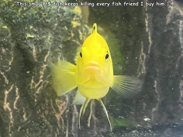 Funny Animals (52 pics)