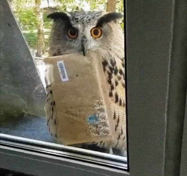 Funny Animals (52 pics)