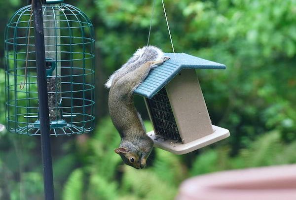 Funny Animals (52 pics)