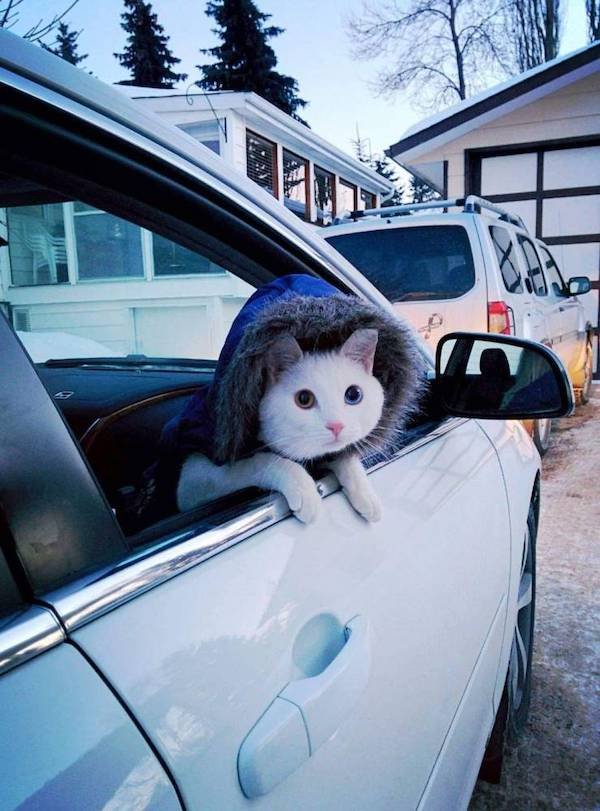 Funny Animals (52 pics)