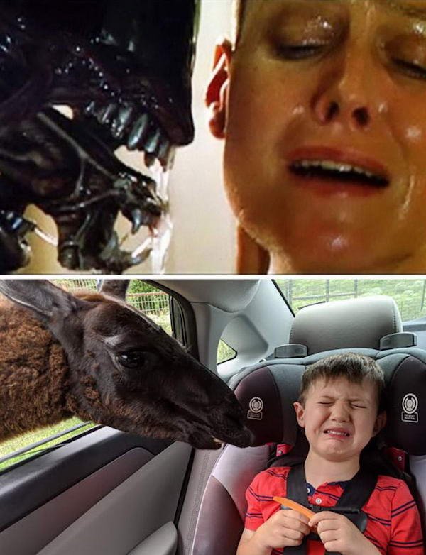 Funny Animals (52 pics)