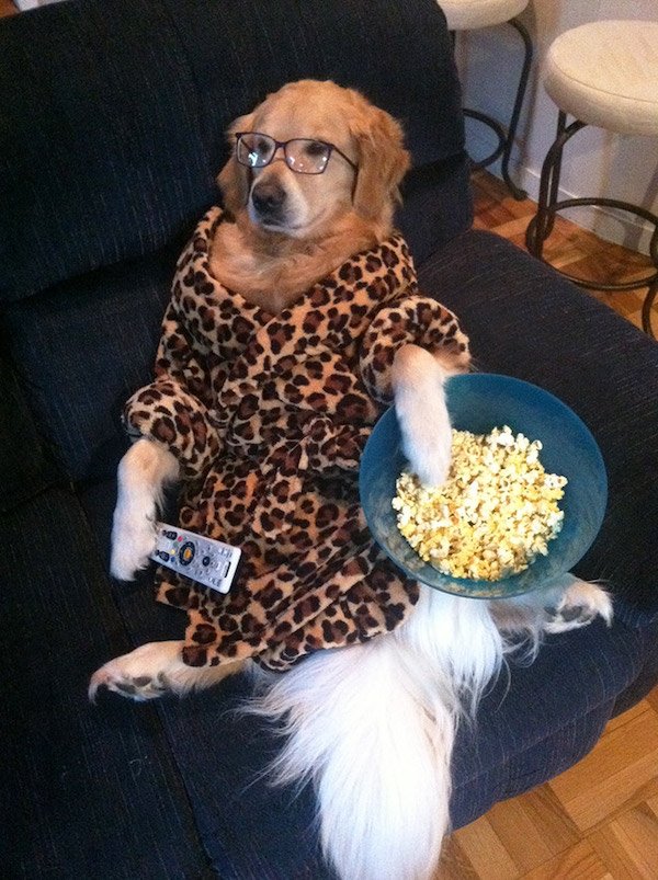 Funny Animals (52 pics)