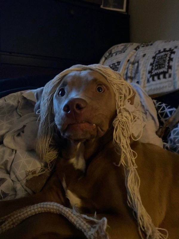 Funny Animals (52 pics)