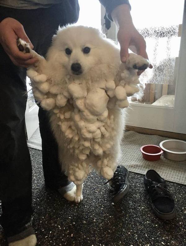 Funny Animals (52 pics)