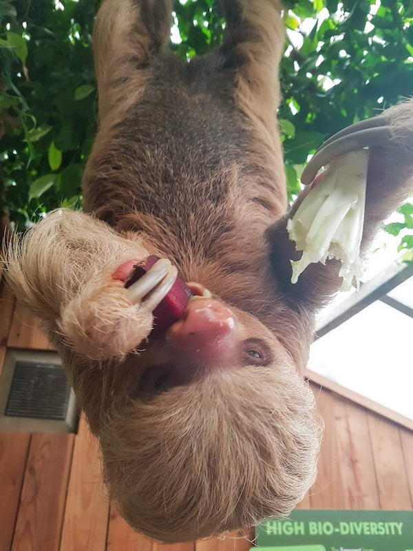 Funny Animals (52 pics)