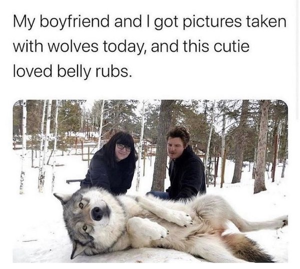 Funny Animals (52 pics)