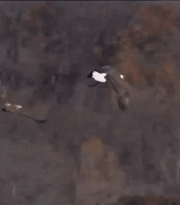 Acid Gifdump, December 18 (25 gifs)