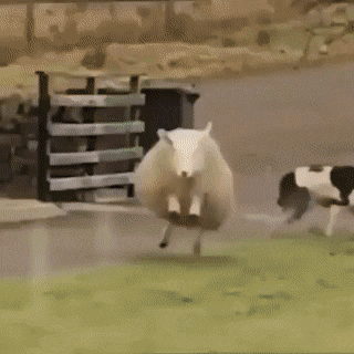 Acid Gifdump, December 18 (25 gifs)