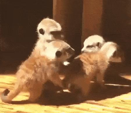 Acid Gifdump, December 18 (25 gifs)