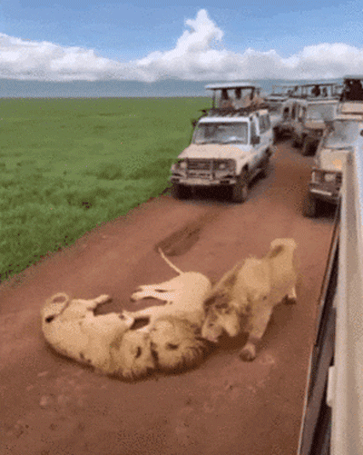 Acid Gifdump, December 18 (25 gifs)