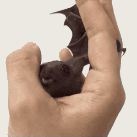 Acid Gifdump, December 21 (25 gifs)