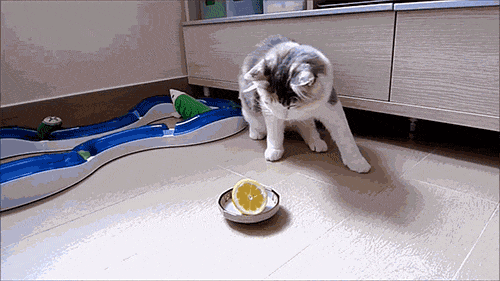Acid Gifdump, December 21 (25 gifs)