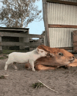 Acid Gifdump, December 21 (25 gifs)