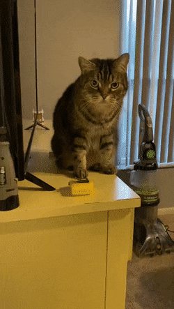 Acid Gifdump, December 21 (25 gifs)