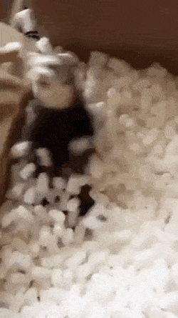 Acid Gifdump, December 21 (25 gifs)
