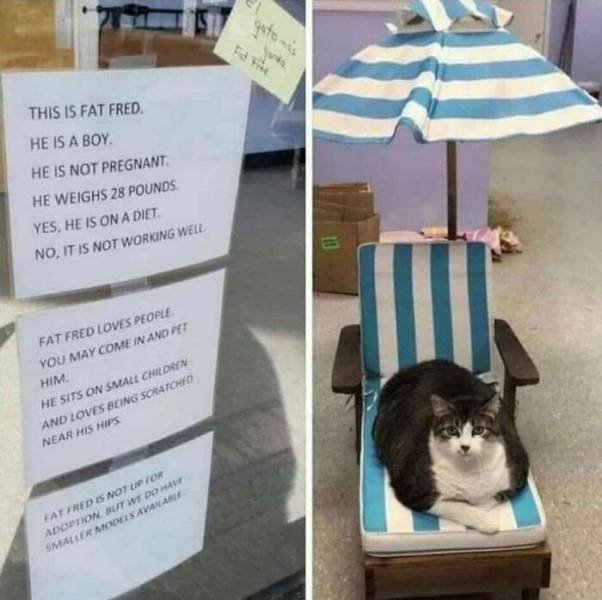 Comparison Matters (49 pics)