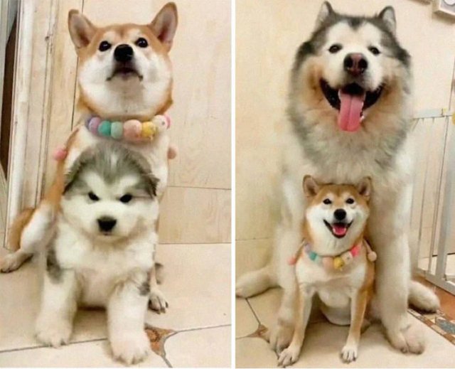 Comparison Matters (49 pics)