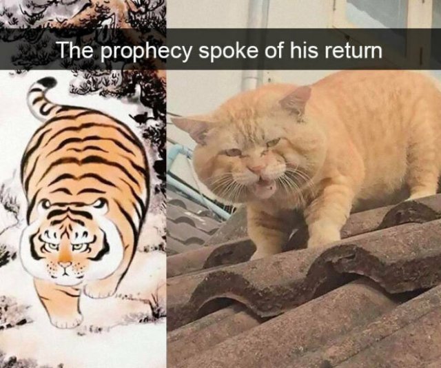 Comparison Matters (49 pics)