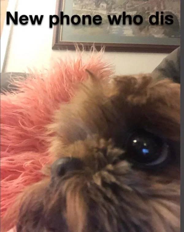 Dog Memes (33 pics)