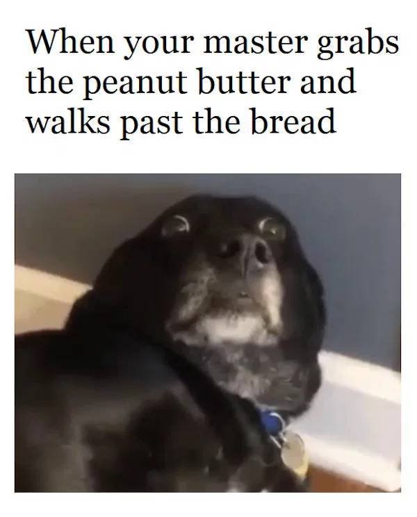 Dog Memes (33 pics)