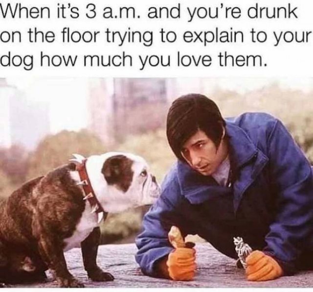 Dog Memes (33 pics)