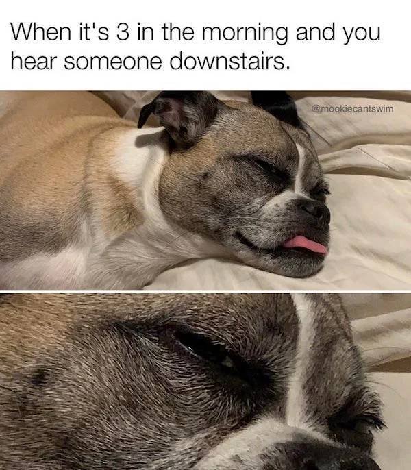 Dog Memes (33 pics)