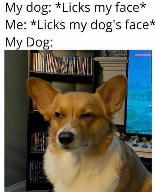 Dog Memes (33 pics)