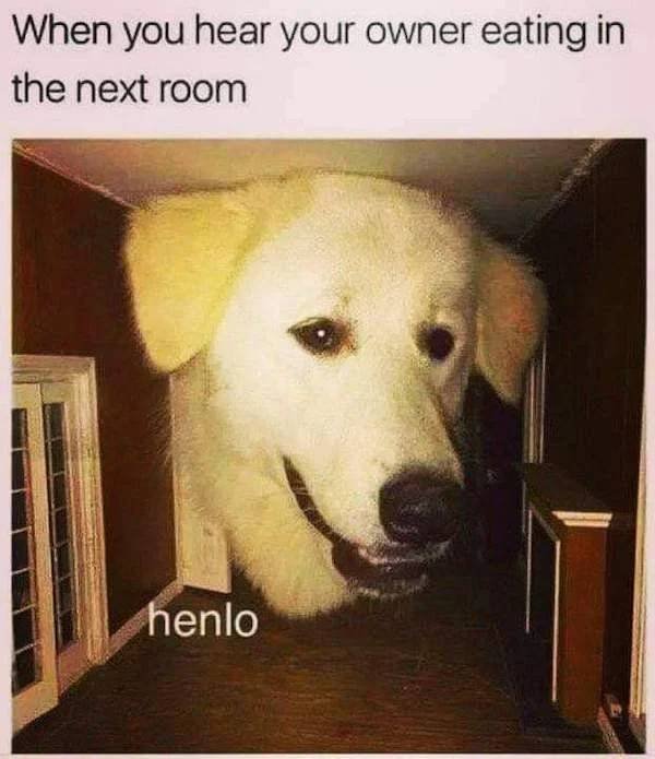 Dog Memes (33 pics)