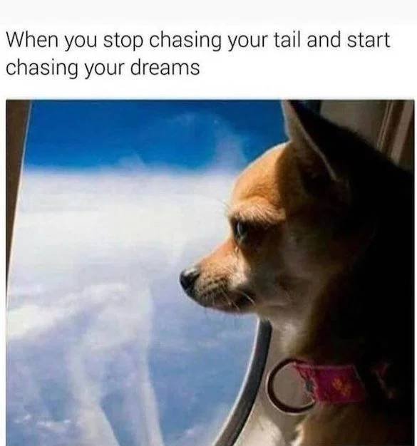 Dog Memes (33 pics)
